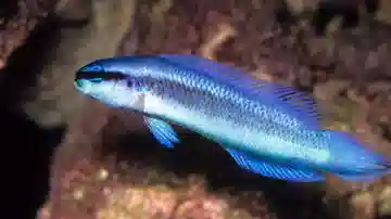 Indigo Dottyback - Captive Bred